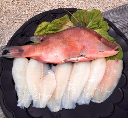 Boquinete Hoog Snapper