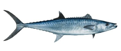 King Fish