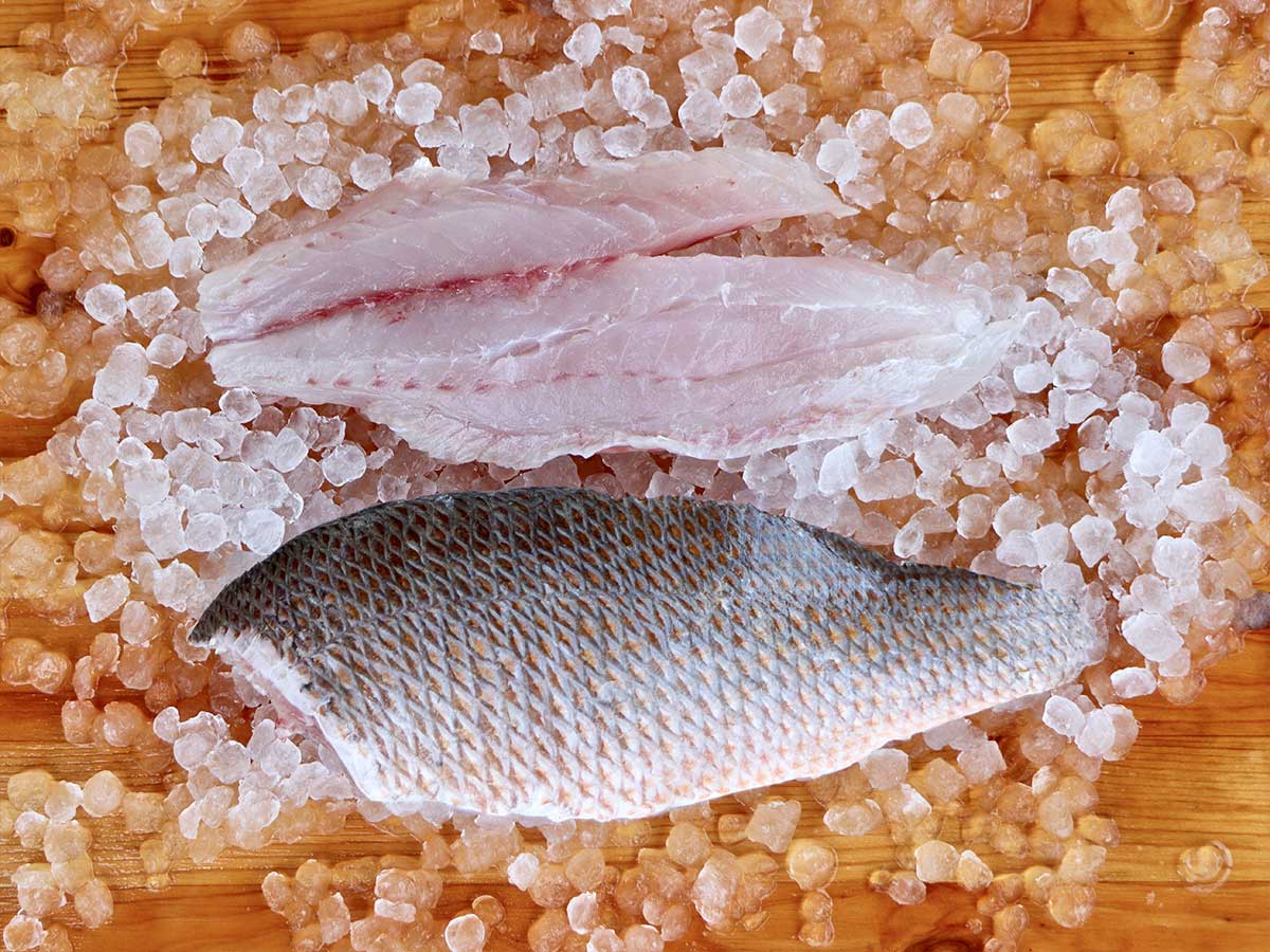 Pargo Mangrove  Snapper