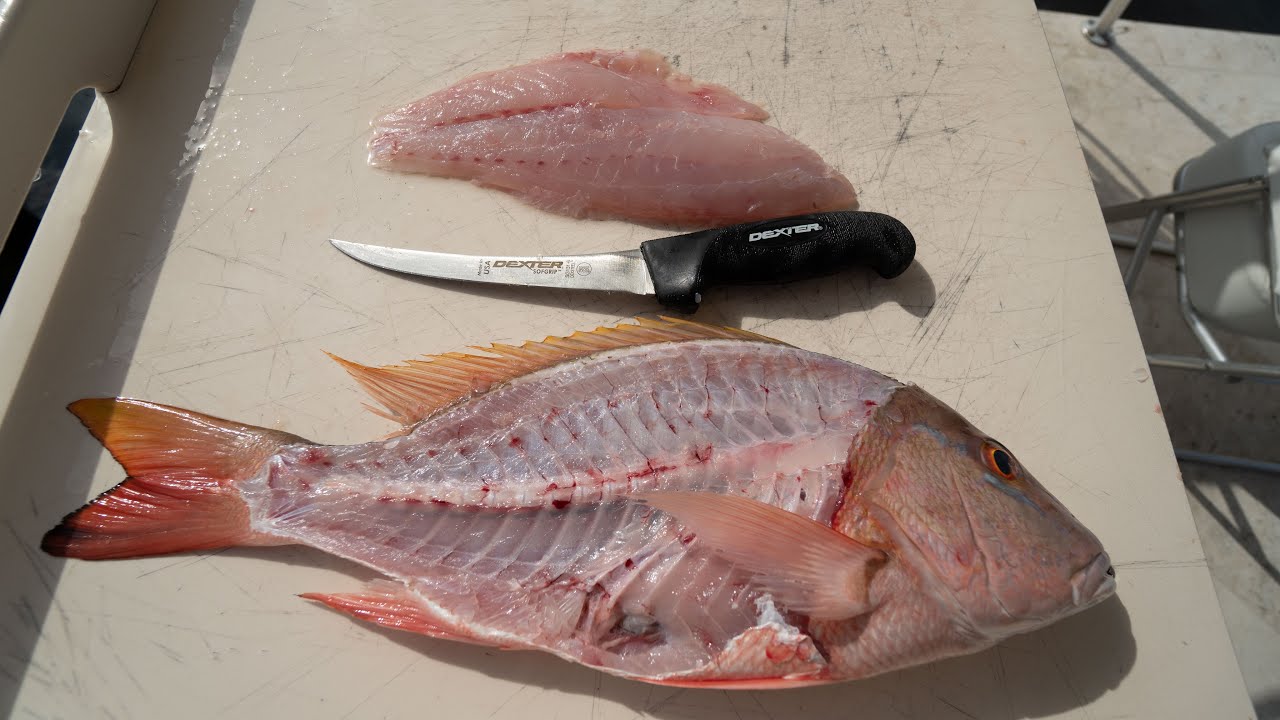 Cubera Mutton Snapper