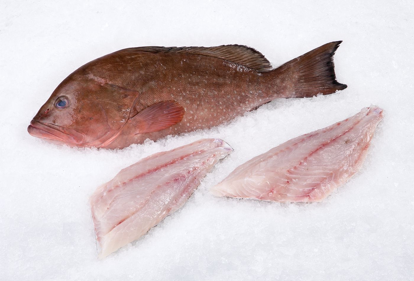 Red Grouper 