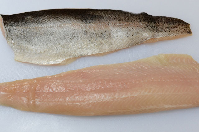 Corvina Specktrout