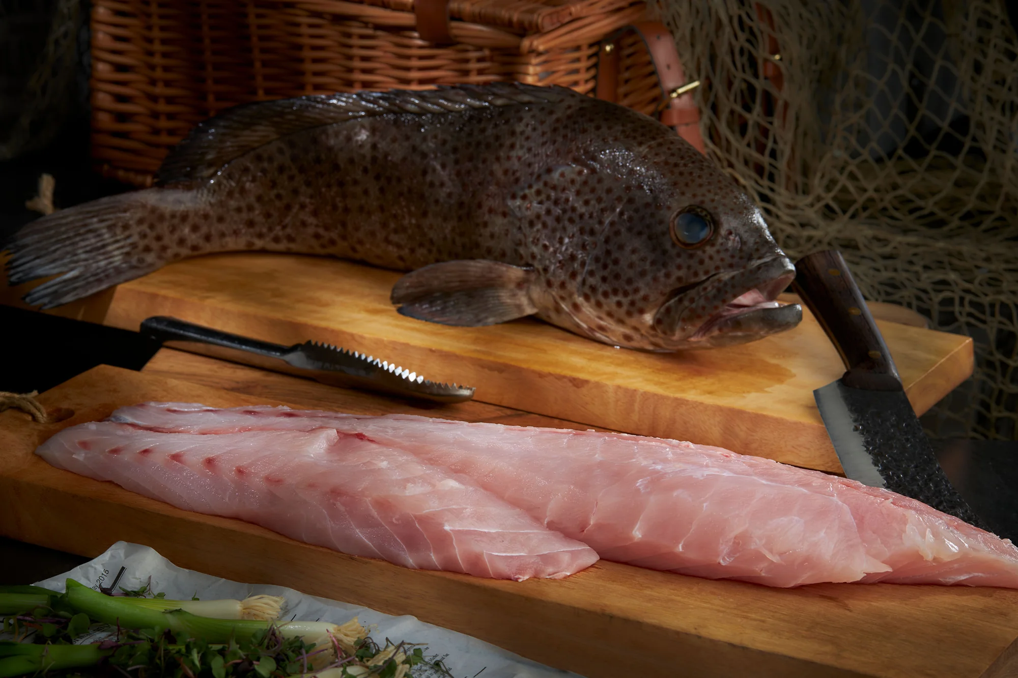 Black Grouper 
