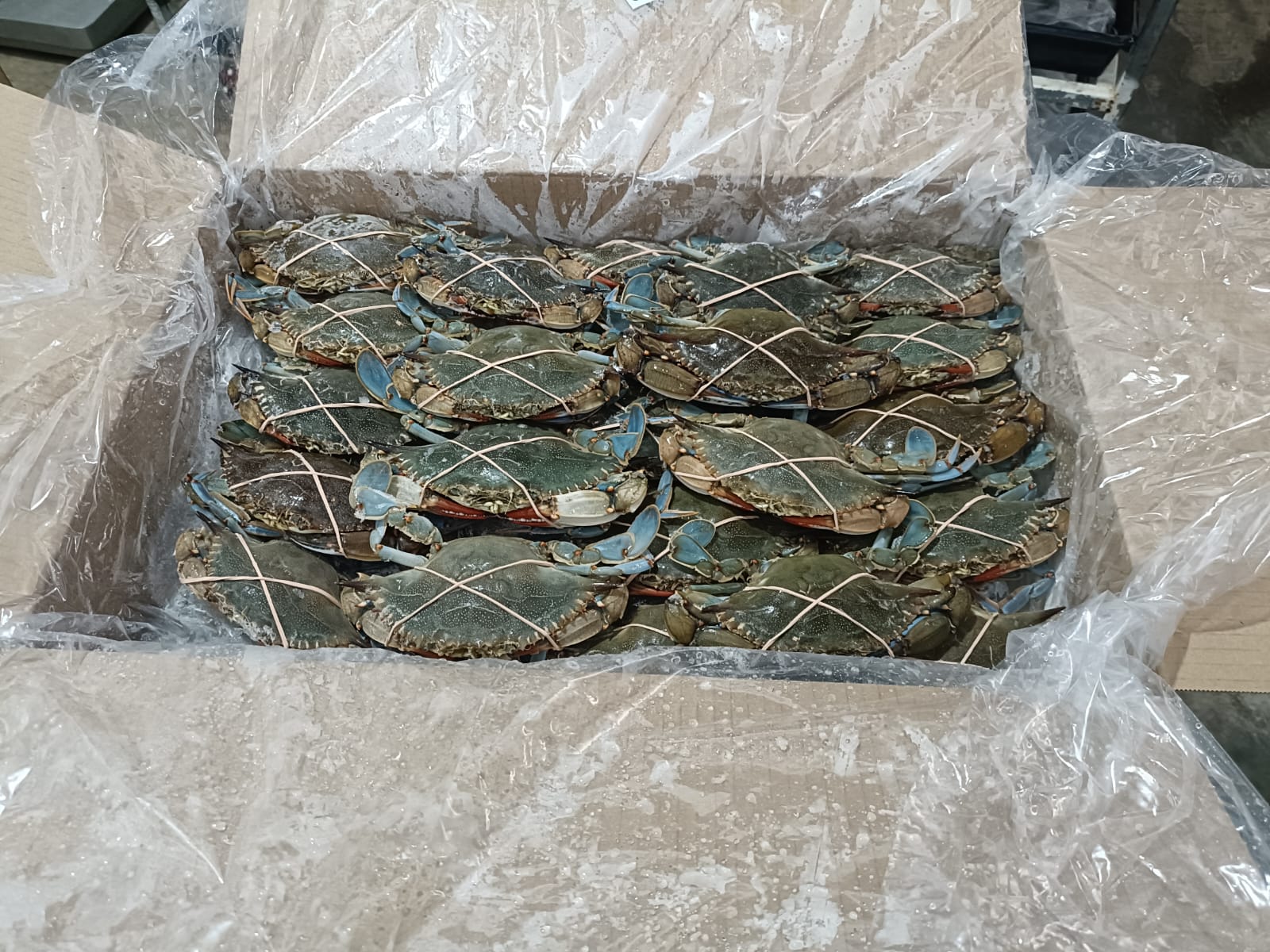 Blue Crab
